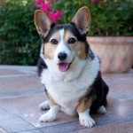 卡地更威尔士柯基犬-缩略图-1