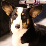 卡地更威尔士柯基犬-缩略图-2