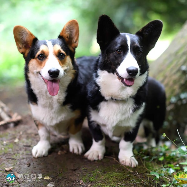 卡地更威尔士柯基犬-3