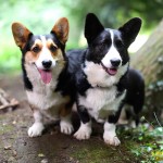 卡地更威尔士柯基犬-缩略图-3