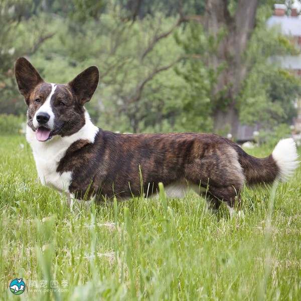 卡地更威尔士柯基犬-4
