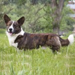 卡地更威尔士柯基犬-缩略图-4