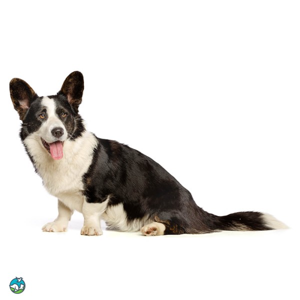 卡地更威尔士柯基犬-5