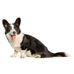 卡地更威尔士柯基犬-缩略图-5