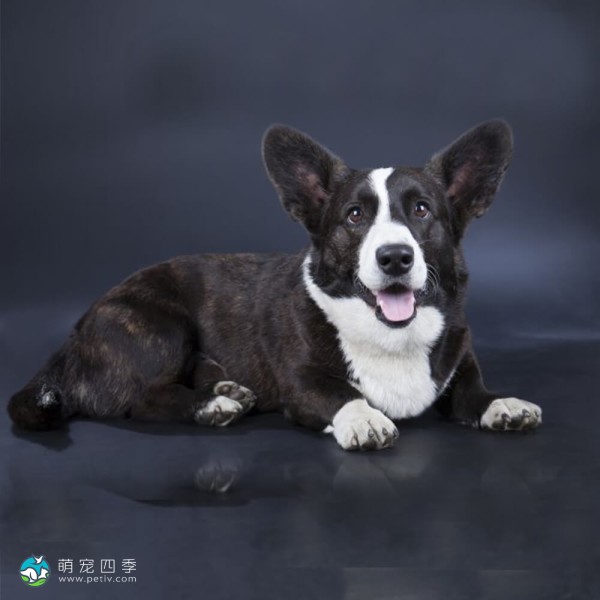 卡地更威尔士柯基犬-6