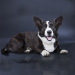 卡地更威尔士柯基犬-缩略图-6