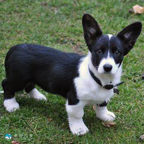 卡地更威尔士柯基犬-7