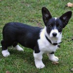 卡地更威尔士柯基犬-缩略图-7