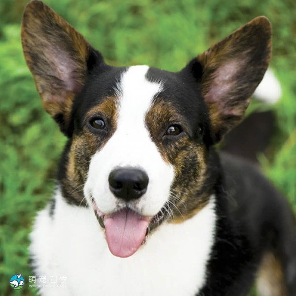 卡地更威尔士柯基犬-8