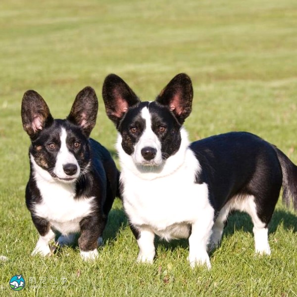 卡地更威尔士柯基犬-9