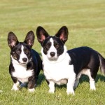 卡地更威尔士柯基犬-缩略图-9