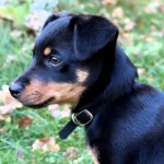 兰开夏赫勒犬-缩略图-1