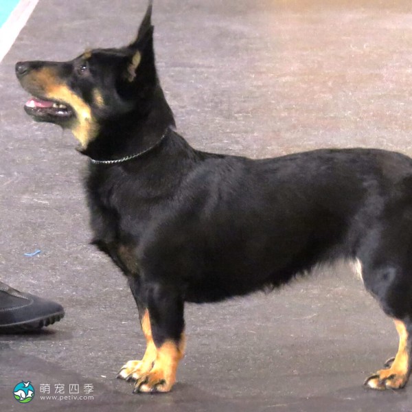 兰开夏赫勒犬-2