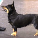 兰开夏赫勒犬-缩略图-2