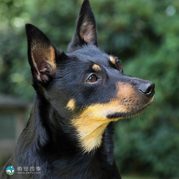 兰开夏赫勒犬-3