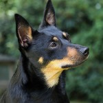 兰开夏赫勒犬-缩略图-3