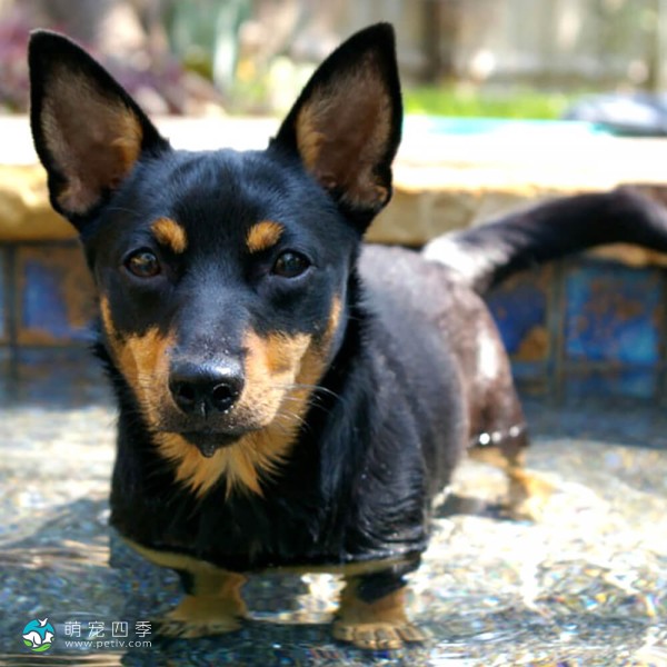 兰开夏赫勒犬-4