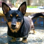 兰开夏赫勒犬-缩略图-4