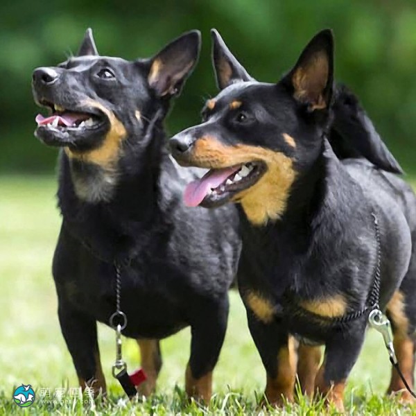 兰开夏赫勒犬-5