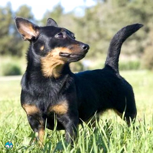 兰开夏赫勒犬-6