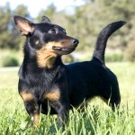 兰开夏赫勒犬-缩略图-6