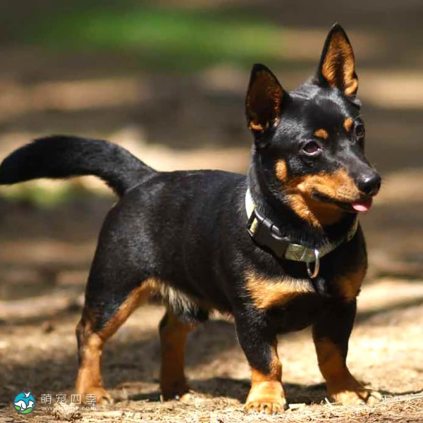 兰开夏赫勒犬-7