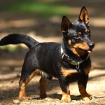 兰开夏赫勒犬-缩略图-7