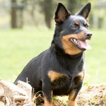 兰开夏赫勒犬-缩略图-8