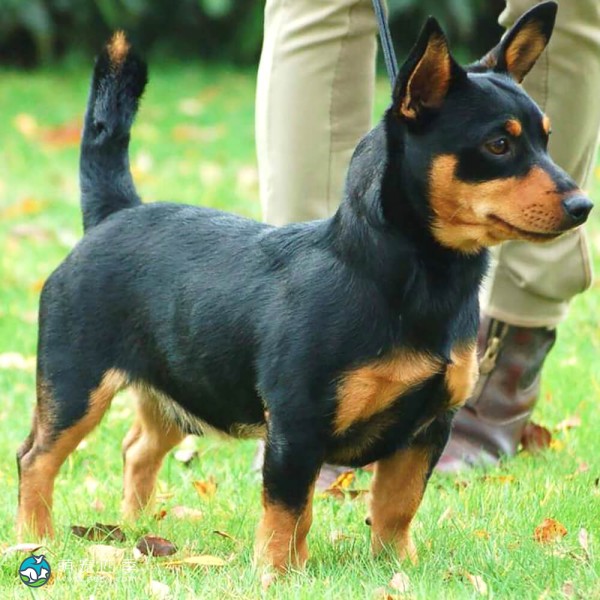 兰开夏赫勒犬-9