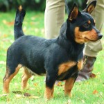 兰开夏赫勒犬-缩略图-9