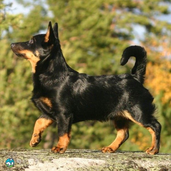 兰开夏赫勒犬-10