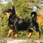 兰开夏赫勒犬-缩略图-10