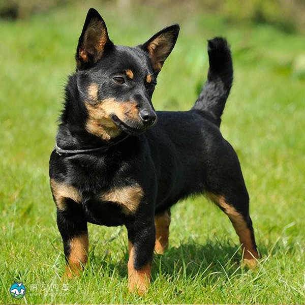 兰开夏赫勒犬-11