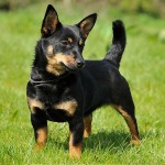 兰开夏赫勒犬-缩略图-11