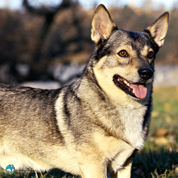 瑞典瓦汉德犬-1