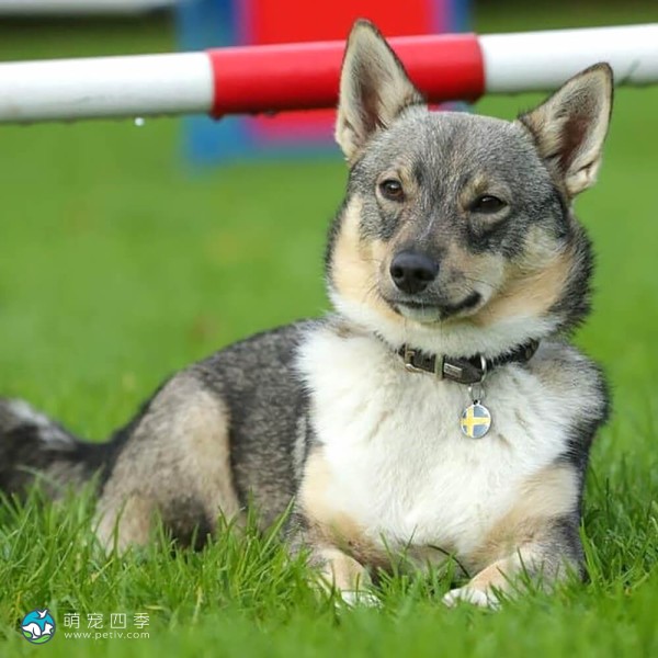 瑞典瓦汉德犬-2
