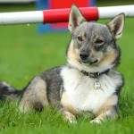 瑞典瓦汉德犬-缩略图-2