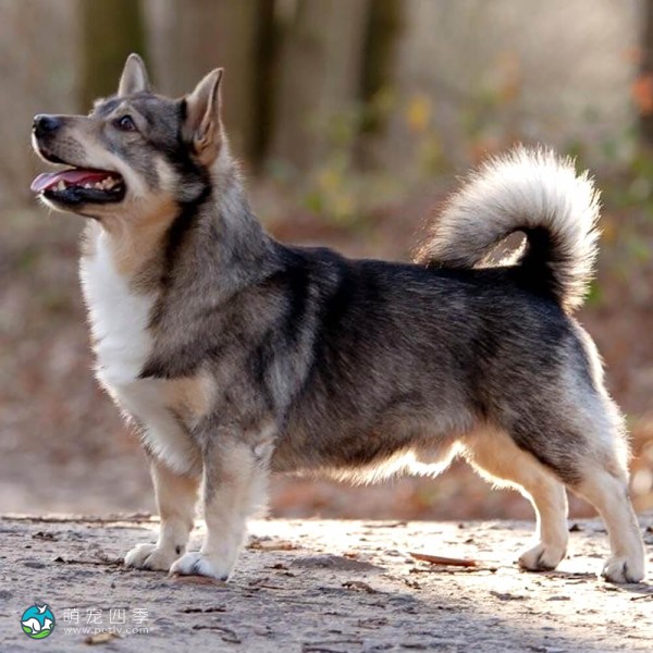 瑞典瓦汉德犬-3