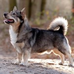 瑞典瓦汉德犬-缩略图-3