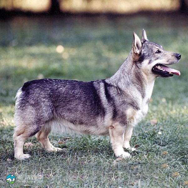 瑞典瓦汉德犬-4