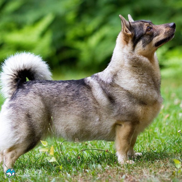 瑞典瓦汉德犬-5
