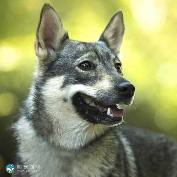 瑞典瓦汉德犬-6