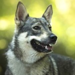 瑞典瓦汉德犬-缩略图-6