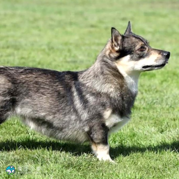 瑞典瓦汉德犬-7