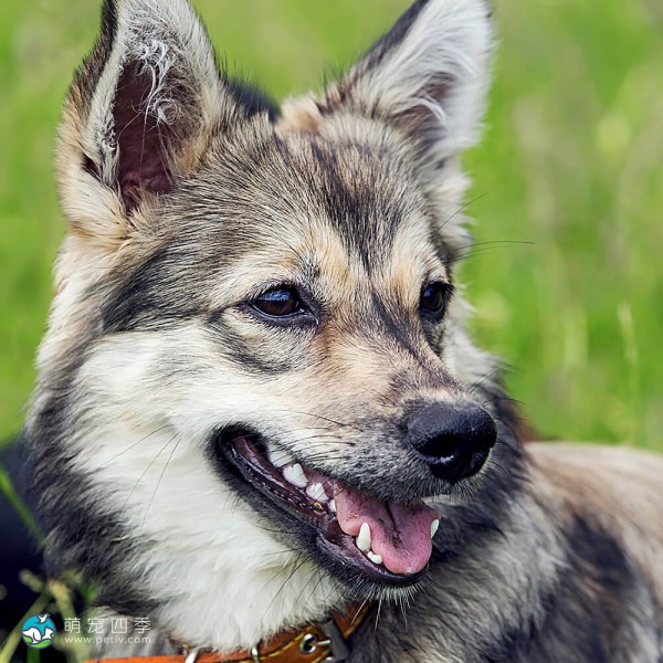 瑞典瓦汉德犬-8