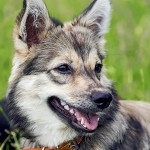 瑞典瓦汉德犬-缩略图-8