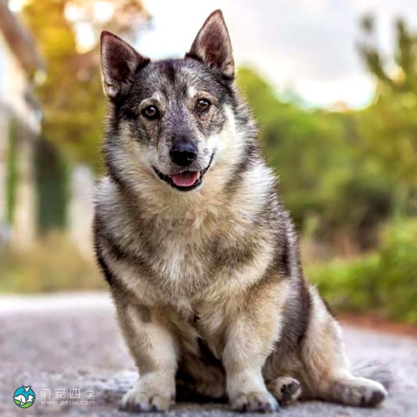 瑞典瓦汉德犬-9