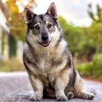 瑞典瓦汉德犬-缩略图-9