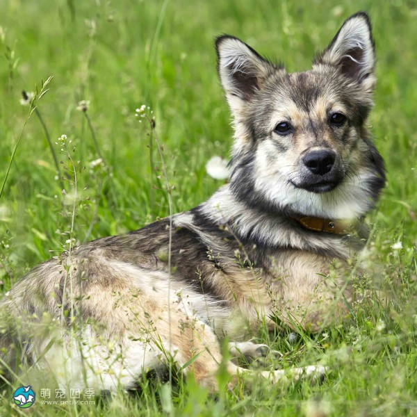 瑞典瓦汉德犬-10