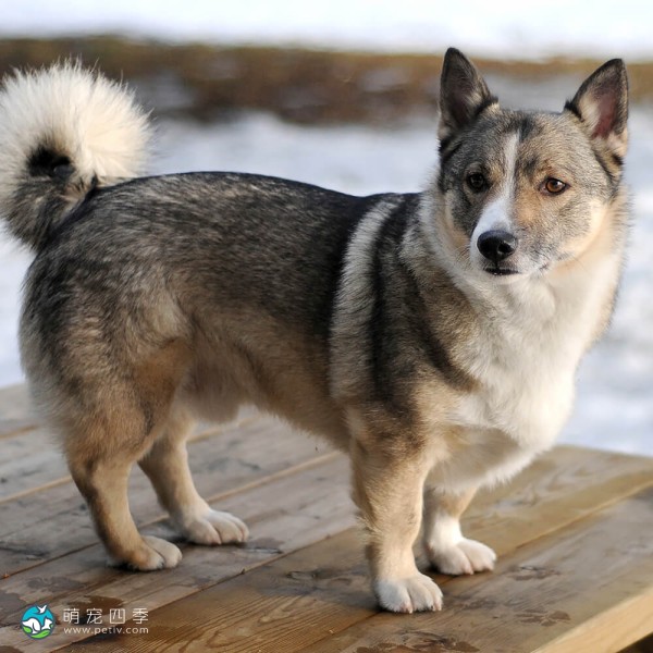 瑞典瓦汉德犬-11